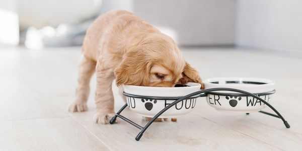 Should dogs have a grain free diet sale